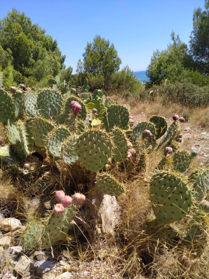 Les Salins A Sete Proche Plages 외부 사진